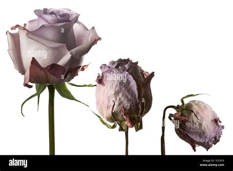 A Lilac Rose flower withering photographed against a white background ...