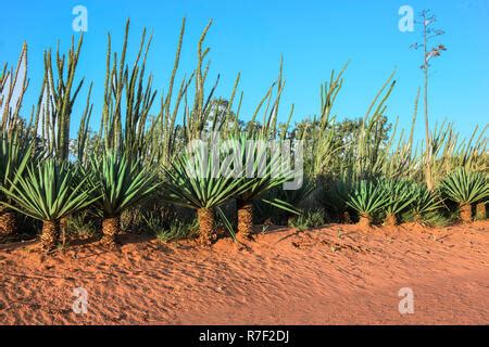 Sisal Plant, agave sisalana, Plantation in Madagascar near Fort Dauphin ...