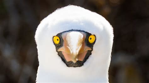 Galapagos Islands wildlife: See photos of unusual animals