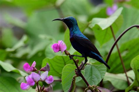 purple sunbird male | Smithsonian Photo Contest | Smithsonian Magazine