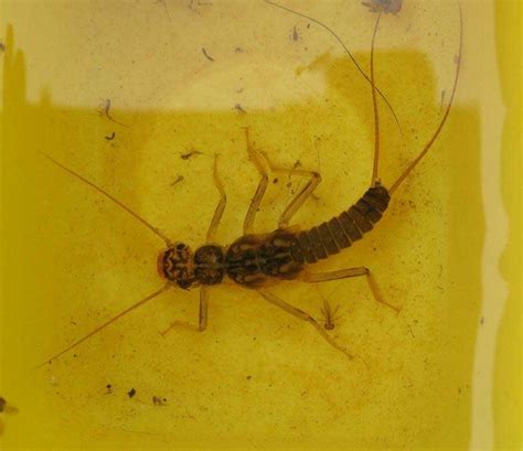 Stoneflies - Wenatchee Naturalist