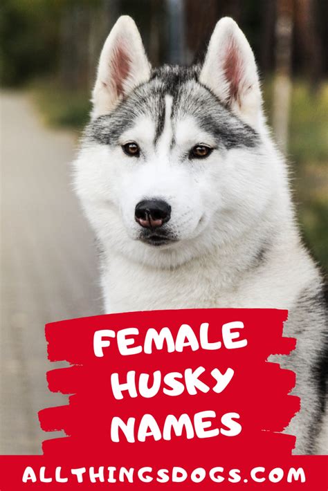 Siberian husky dog names 200 different male female names – Artofit