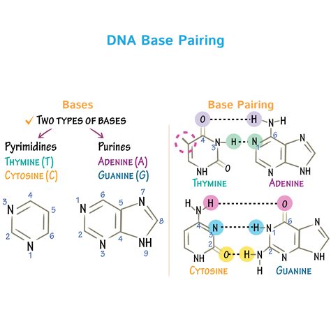 Cell Biology Glossary: DNA Base Pairing | Draw It to Know It