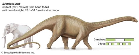 Brontosaurus | Size, Habitat, & Facts | Britannica