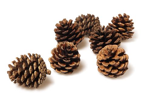 Pine Cones