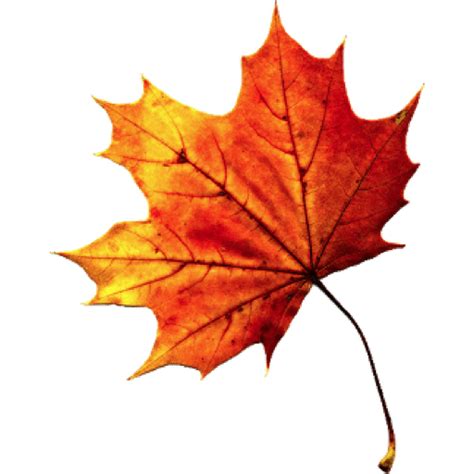 Autumn Leaves PNG Images Transparent Free Download