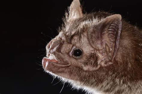 How vampire bats evolved to feed off blood | Popular Science