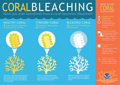 What is coral bleaching?