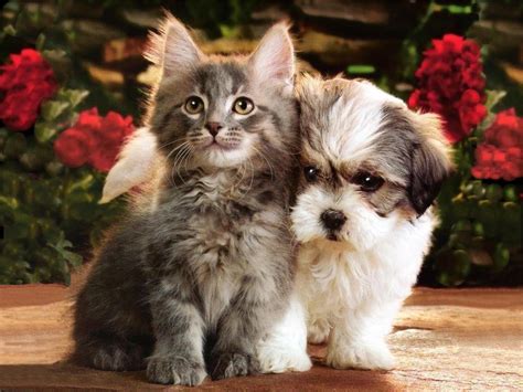 Funny Animals Zone: Cute Kittens and Puppies Wallpapers