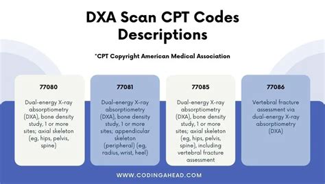 (2023) DEXA Scan CPT Codes Bone Density – Description, Guidelines ...