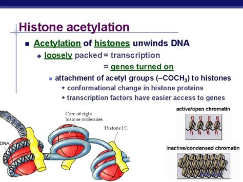 Chapter 19 Control of Eukaryotic Genome AP Biology