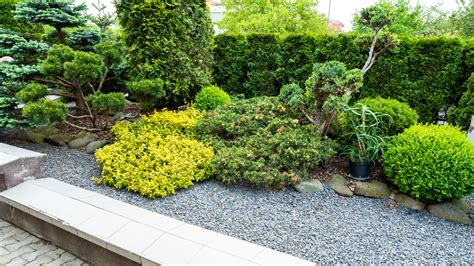 17 Evergreen Shrubs To Make Your Landscaping Look Great All Year