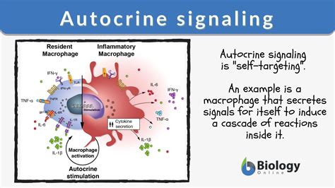 Signaling Diagram Car