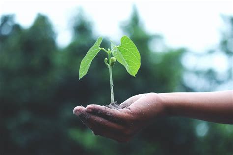 DepEd 7 Christmas Tree Planting: 20,000 Seedlings Sown for Nature's Gift