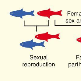 (PDF) Parthenogenesis: Birth of a New Lineage or Reproductive Accident?