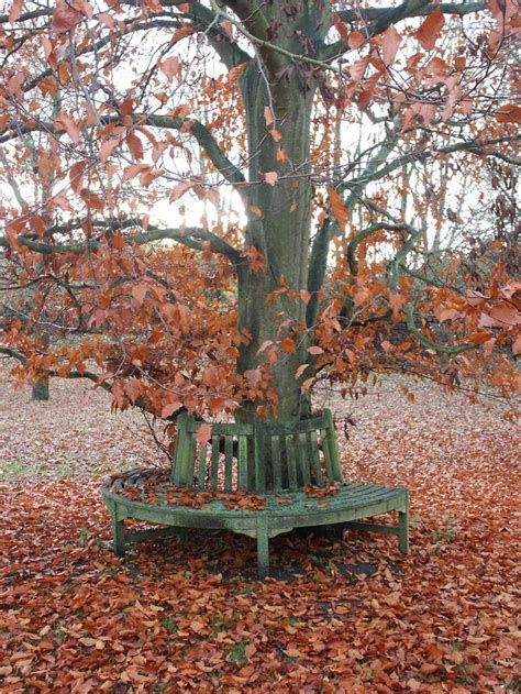 Sit under a tree as it rains down colorful leaves. . . | Autumn ...