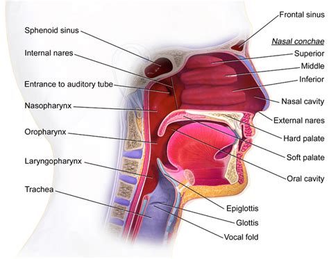 Epiglottis