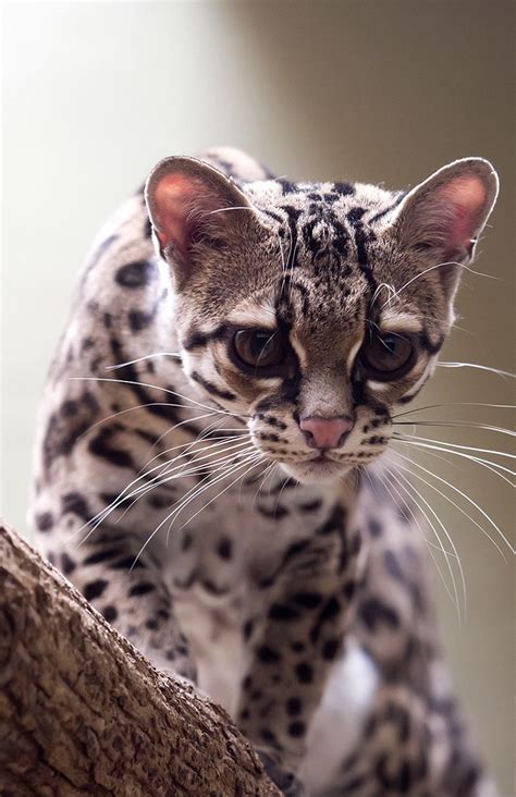 The Margay is an exotic cat breed Exotic Cat Breeds, Exotic Cats, All ...