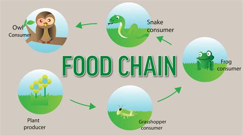 Examples of Producers and Consumers in a Food Chain | YourDictionary