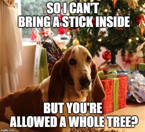 Dog Christmas Meme | Christmas memes, Funny dog memes, Dog christmas photos