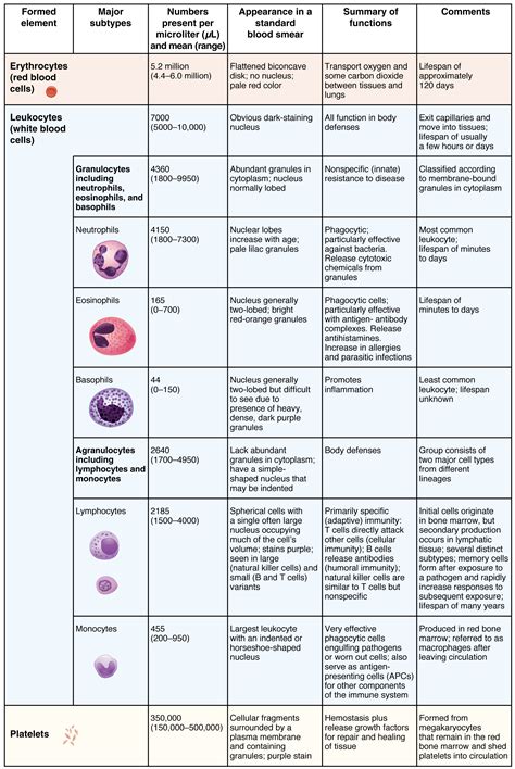 Erythrocytes · Anatomy and Physiology