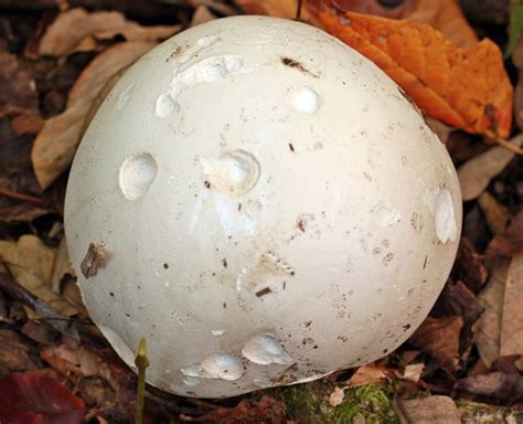 Giant Puffball (Calvatia gigantea) in Quebec