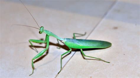 What Do Baby Mantis Eat? - Classified Mom