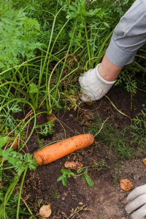 7 Common Mistakes Every Newbie Makes When Growing Carrots