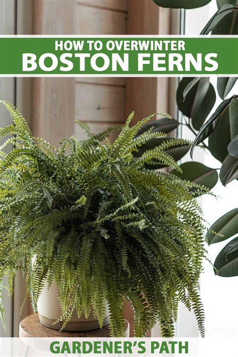 How to Care for Boston Ferns in Winter | Gardener’s Path