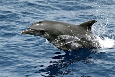 Dolphin Pregnancy Is a Drag, Literally | Live Science