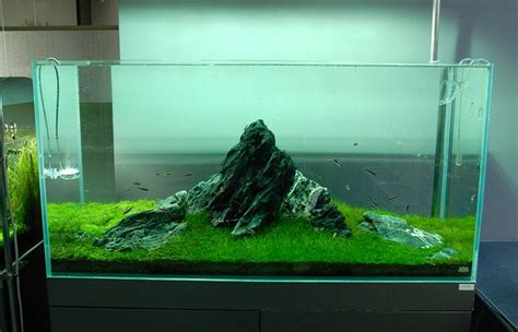 Minimalism in aquascaping--the Iwagumi style tank [design] | Nature ...