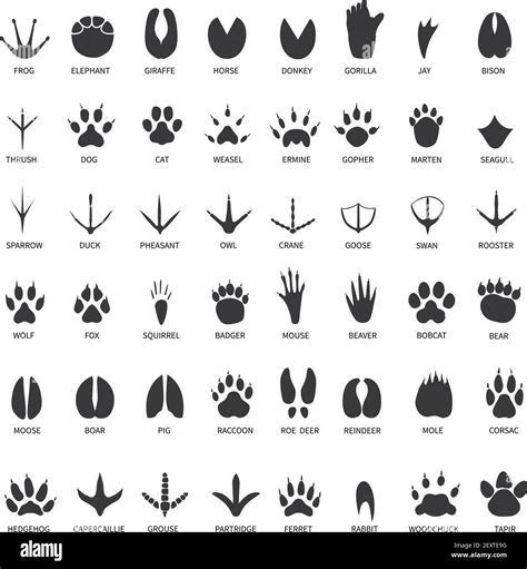 Grey Wolf Paw Print Tattoo