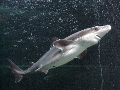 Shark - Spiny Dogfish Information for Kids