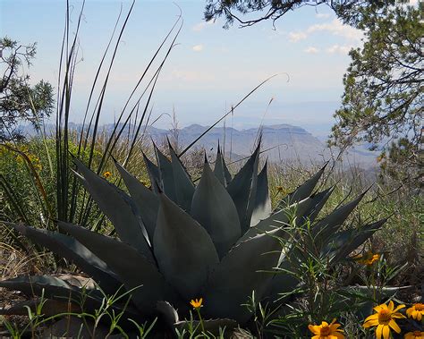 Chihuahuan Desert Ecoregion (U.S. National Park Service)