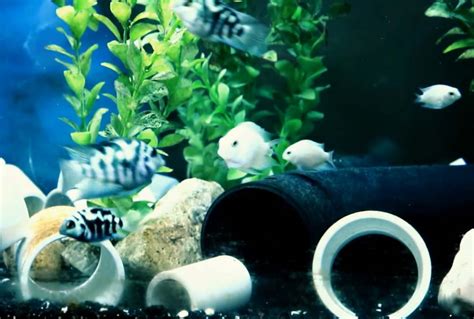 Polar Blue Parrot Cichlid: Tank Setup, Caring, Feeding & Breeding Guide