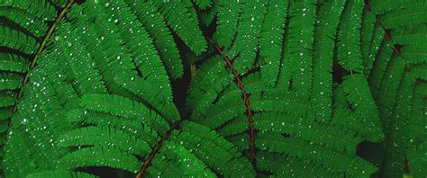 Plant Wallpaper 4K, Leaves, Branches, Rain droplets