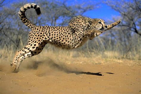 Cheetah Jump, cheetah, bonito, jump, HD wallpaper | Peakpx