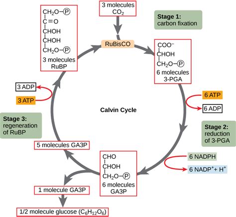 Photosynthesis | Biology for Majors I