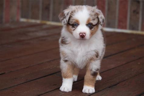 red-merle-australian-puppy-for-sale - Canyon Creek Aussies