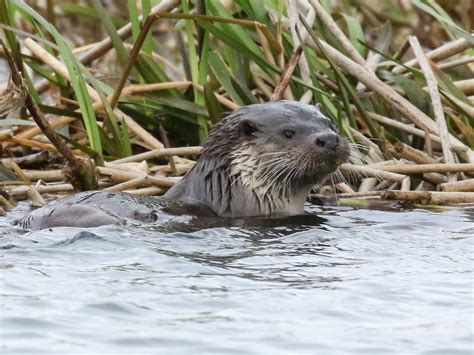 Oxfordshire Wildlife: River Thames nr Shifford: 17th March