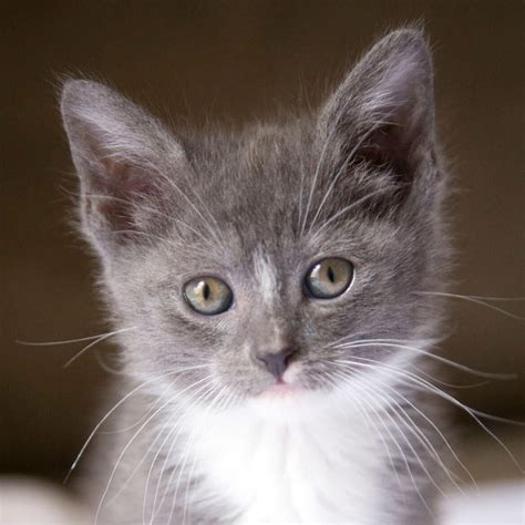 10 Myths About Spaying & Neutering Your Cat | Colorado Feline Foster Rescue