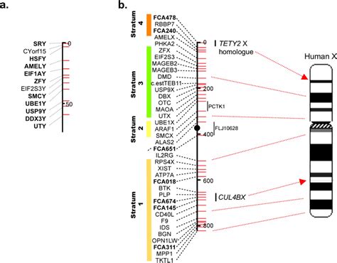 Radiation Hybrid Maps of Feline Y and X Chromosomes (A) Radiation ...