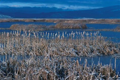 Free picture: typical, wetland, plants, wetland, flora