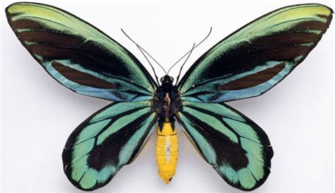 Sakepedia: Queen Alexandra's Birdwing