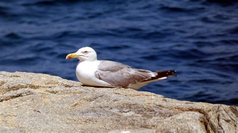 Seagull Sitting Free Stock Photo - Public Domain Pictures