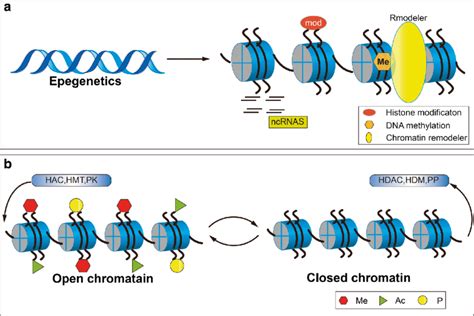 The Influence Of The Epigenome