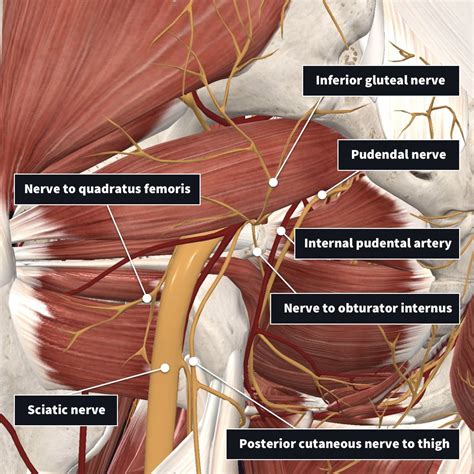 Innervation and arterial supply of the piriformis | Complete Anatomy