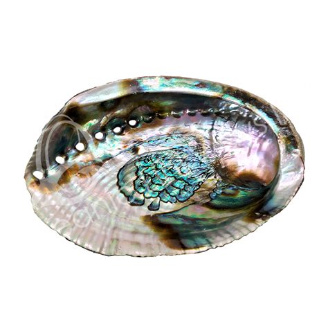 Wholesale Abalone Shells