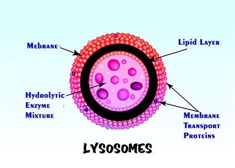 Lysosome Structure