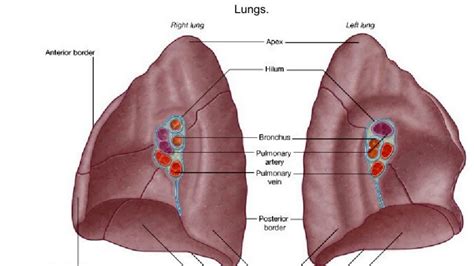 Lung Hilum